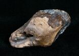 Giant Unworn Triceratops Tooth - #4470-3
